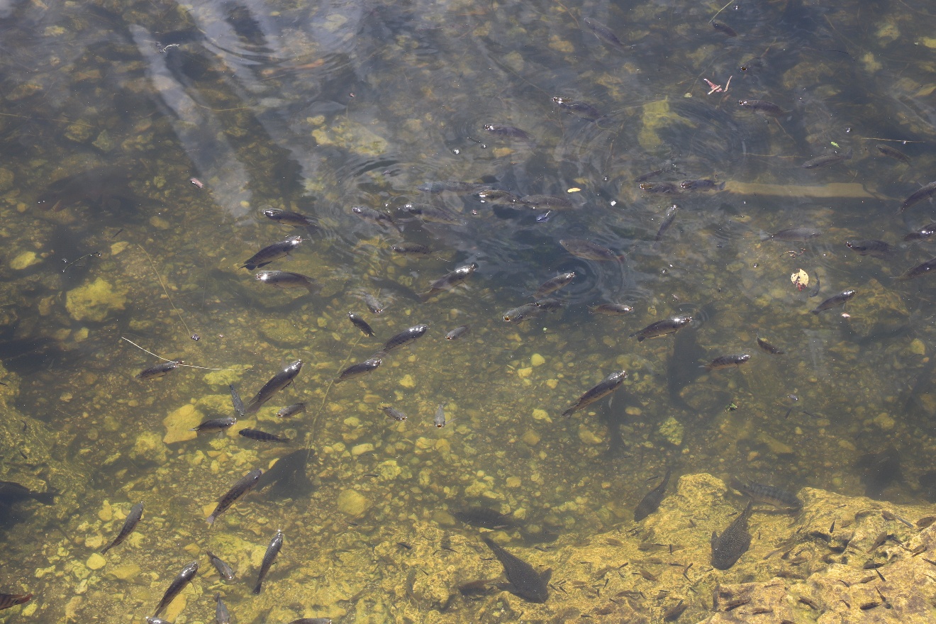 Lots of fish