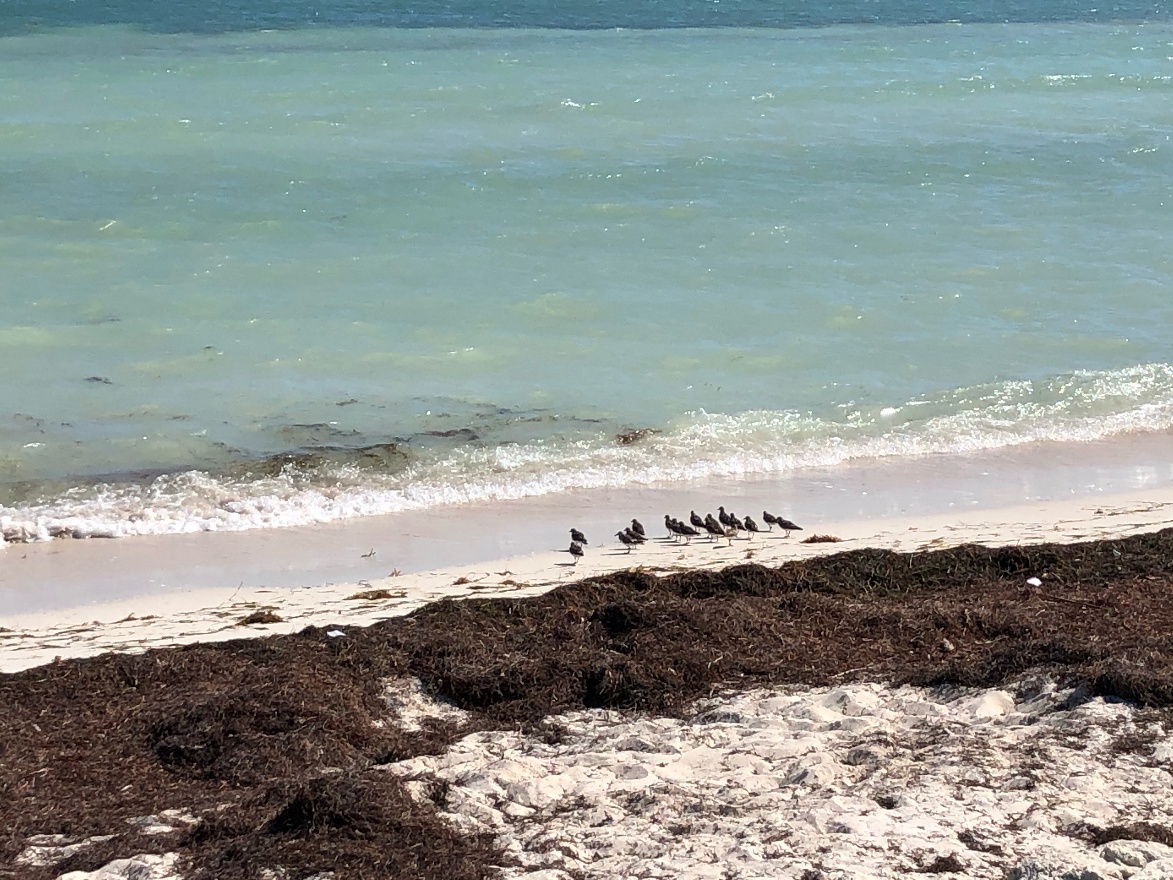 Birds