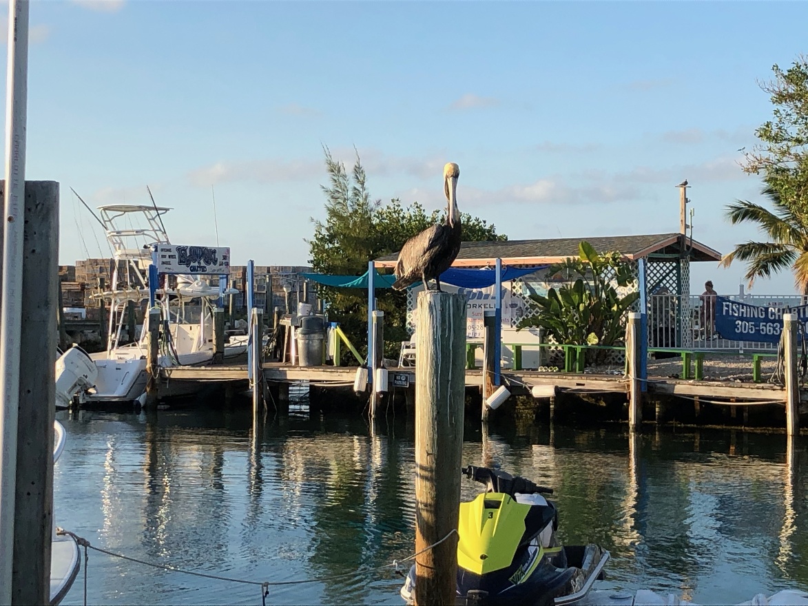 Pelican