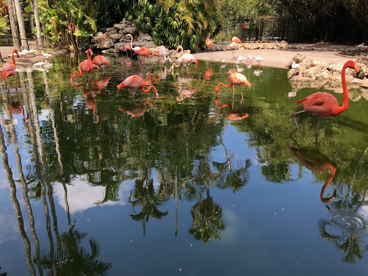 Flamingos