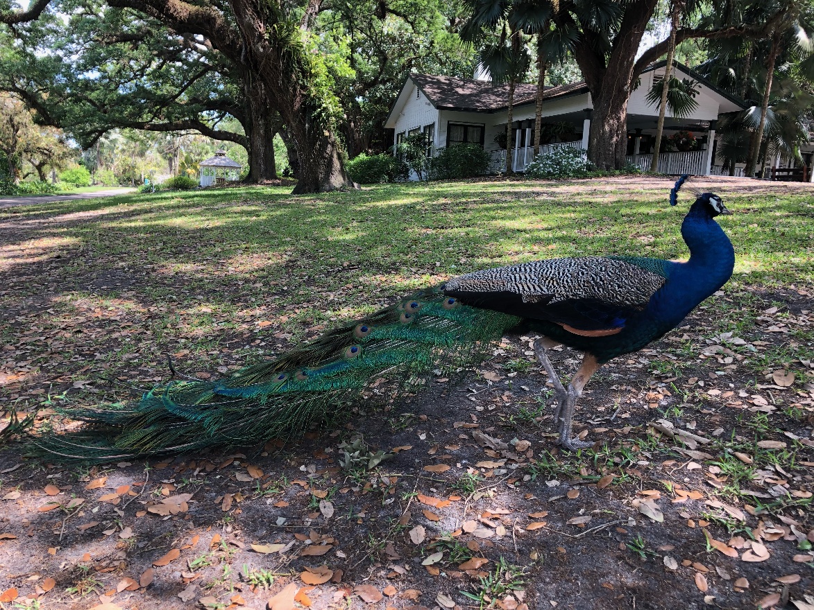 Peacock