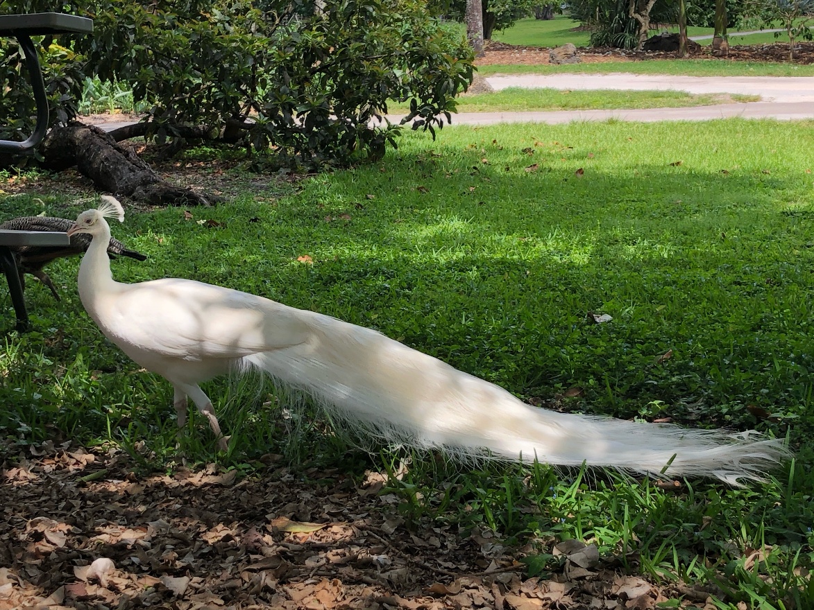 White peacock