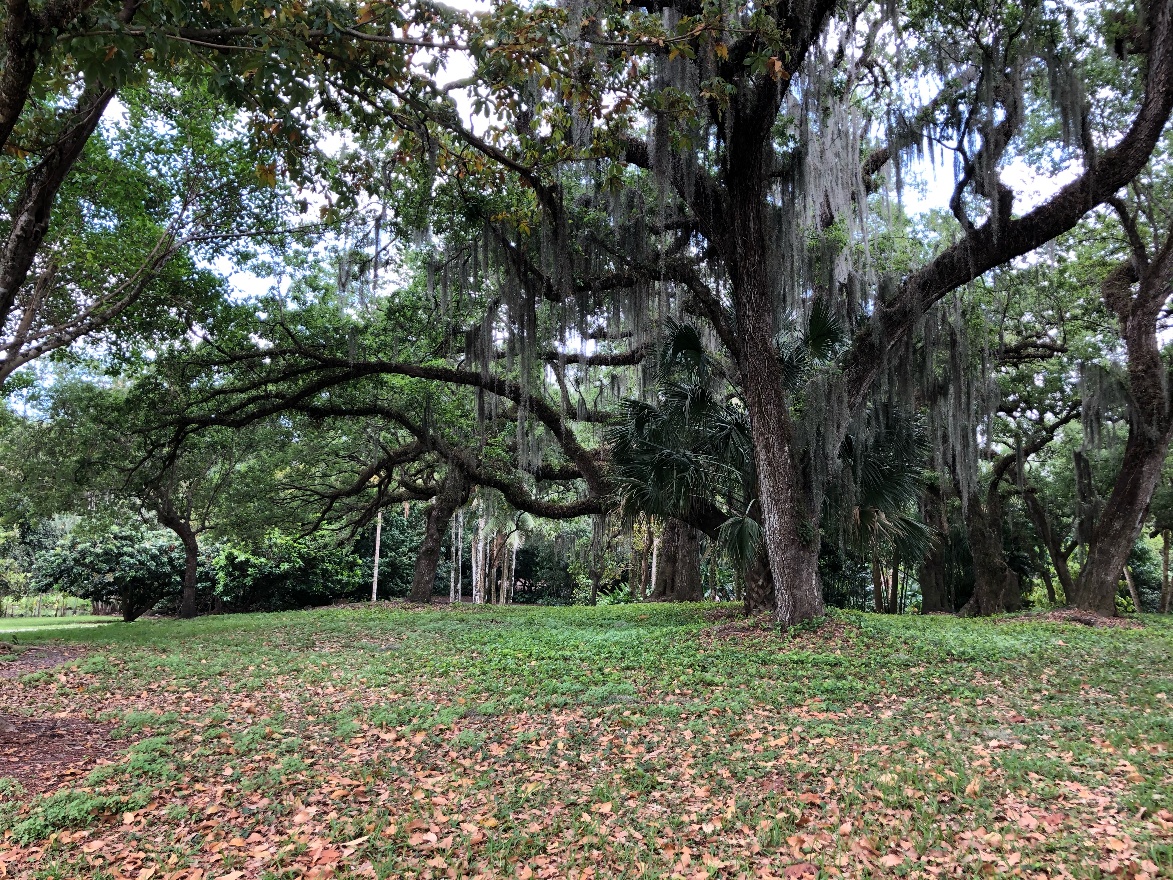 Trees in Flamingo park