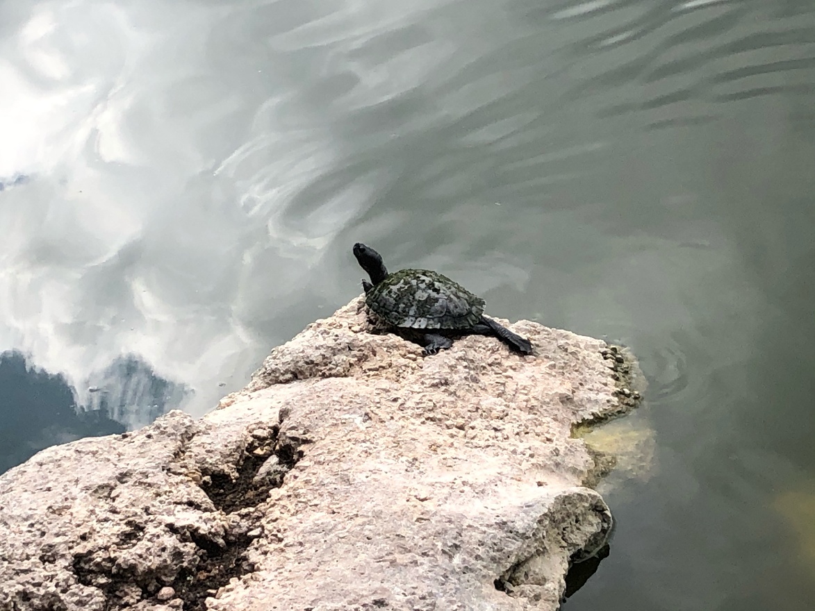 Turtle