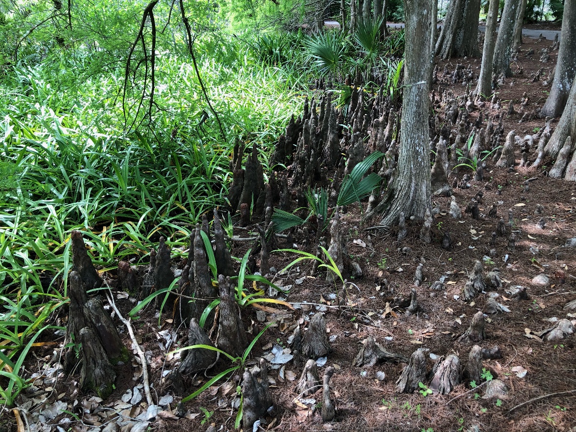 Roots