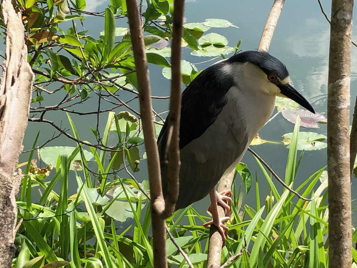 Black-crowned night heron