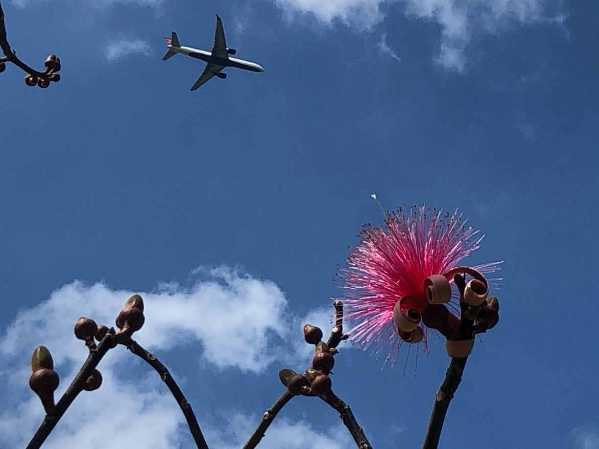 Flower and airplane