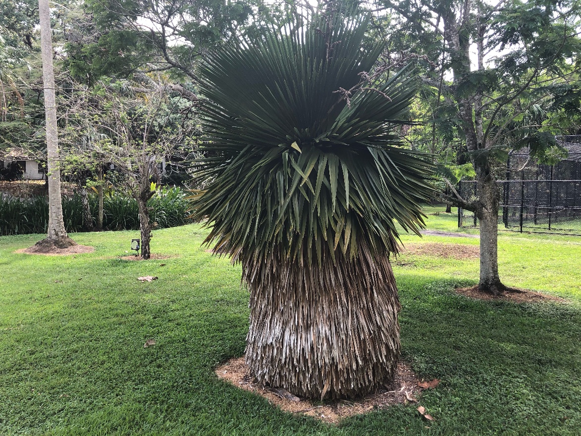 Thick palm tree