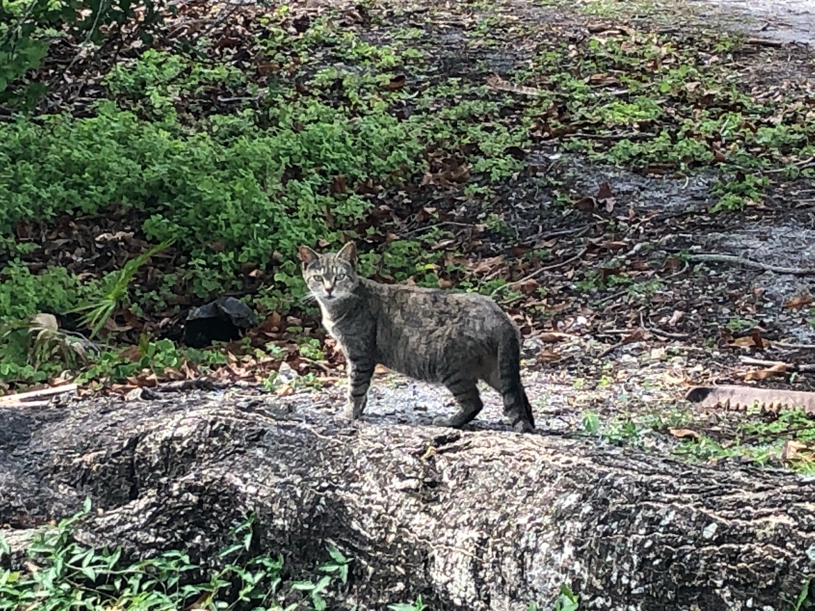 Park cat