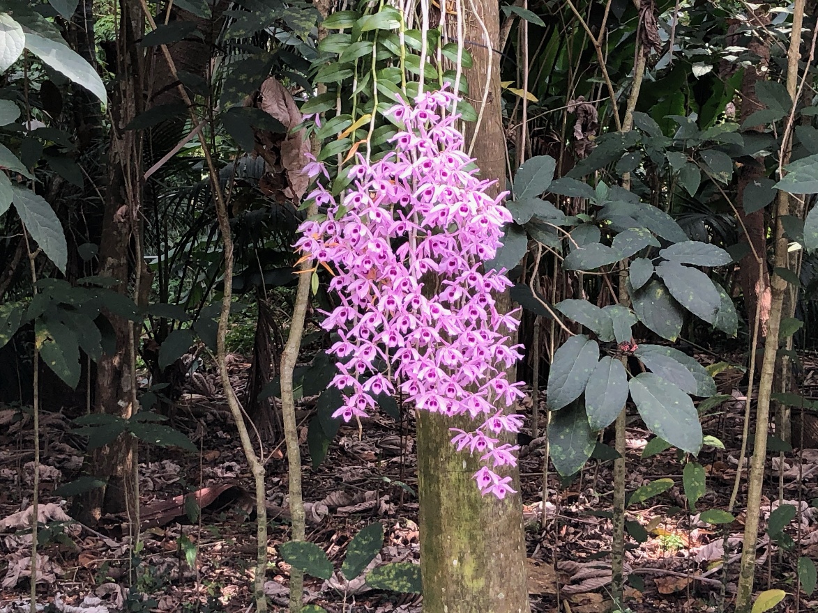 Pink orchid