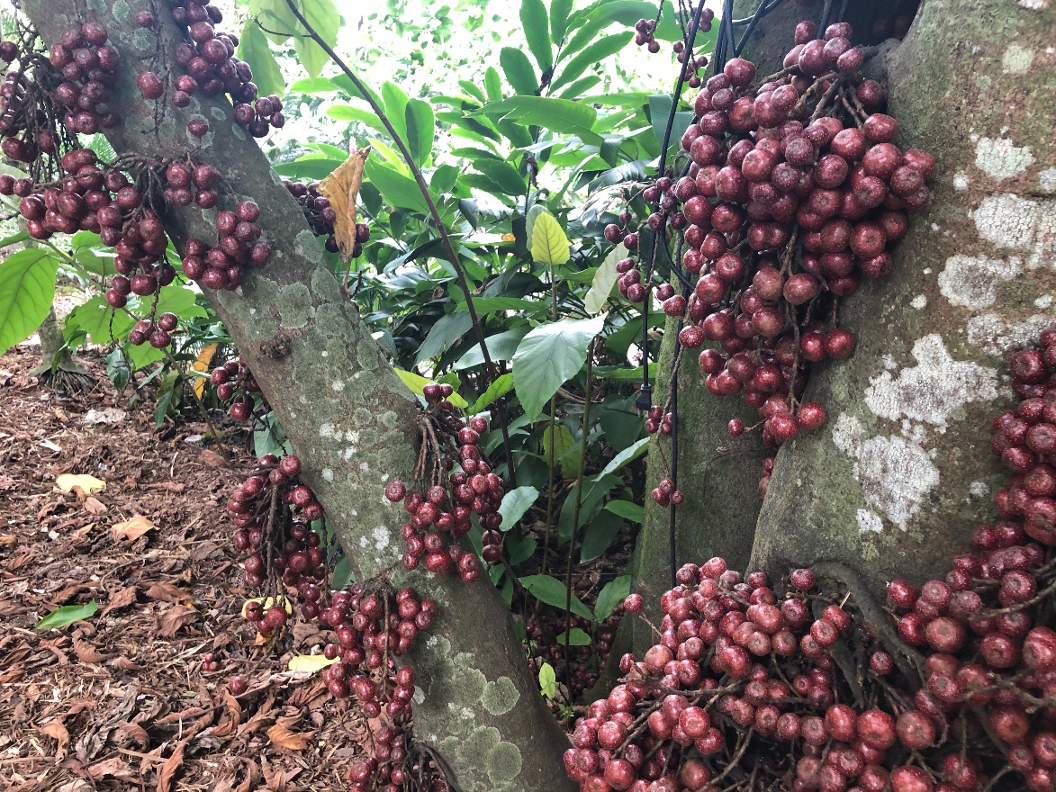Berries