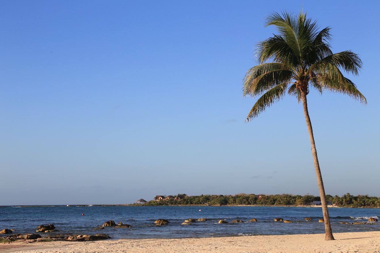 Lonely Palm tree