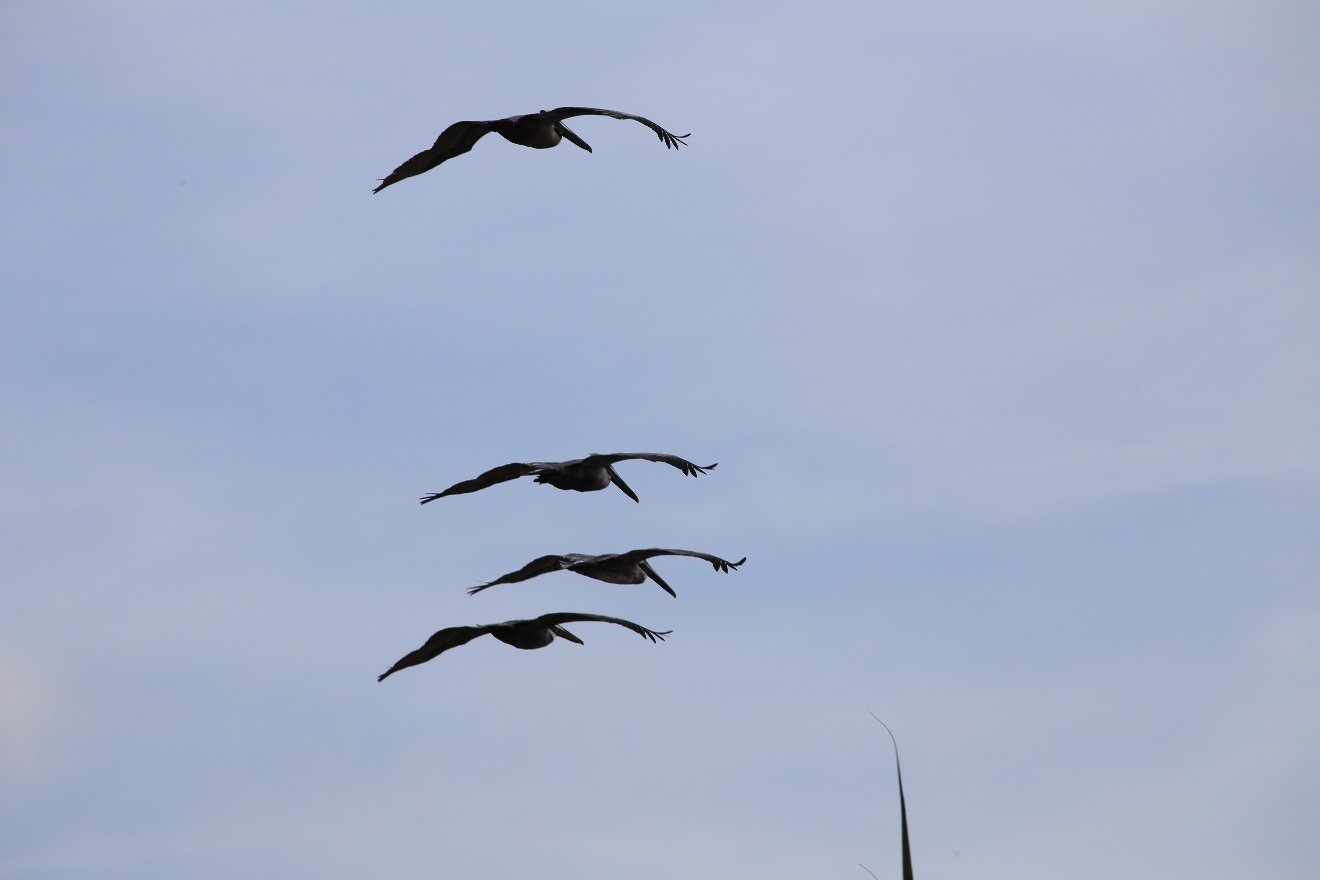 Pelicans