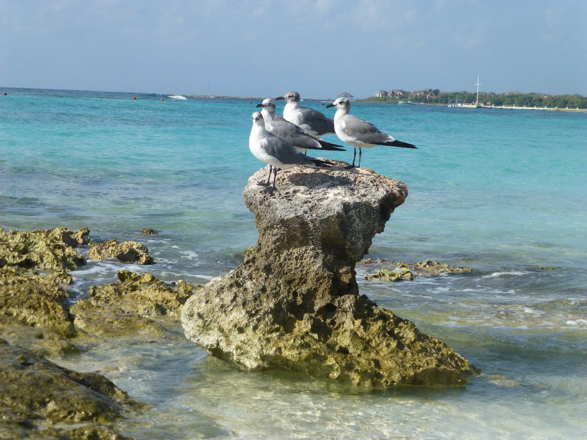 Gulls on a rock
