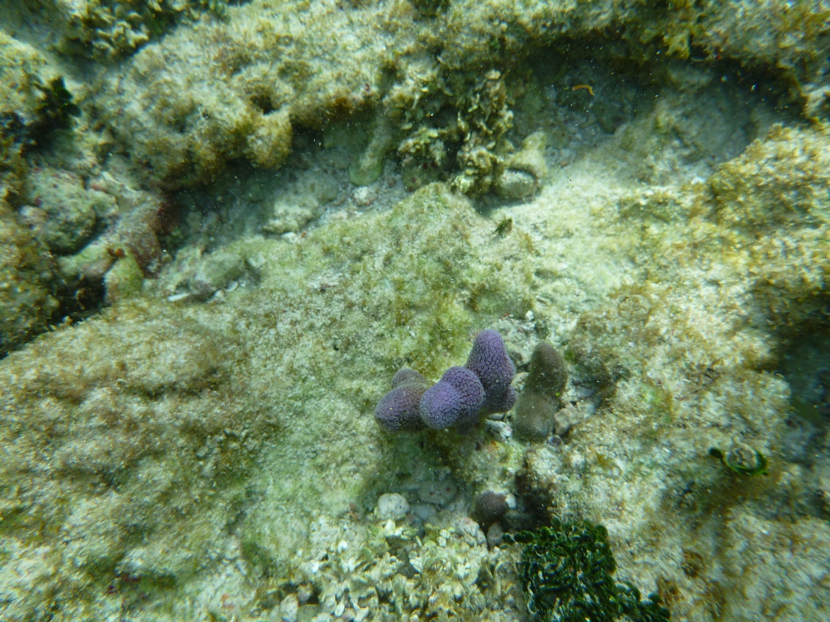 Underwater mashrooms