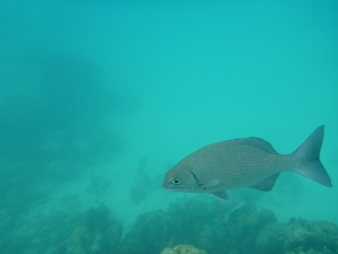 Lonely fish