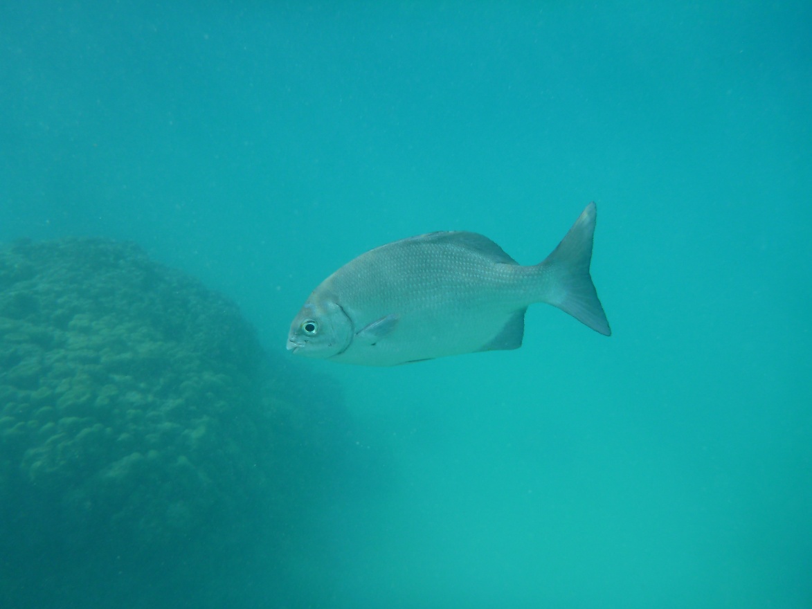Lonely fish 2