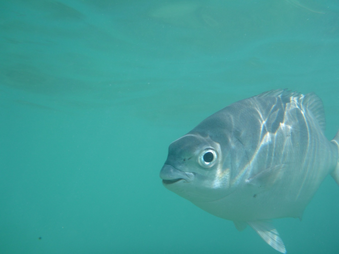 Fishy Smile