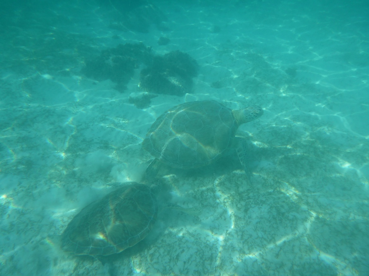 Two turtles