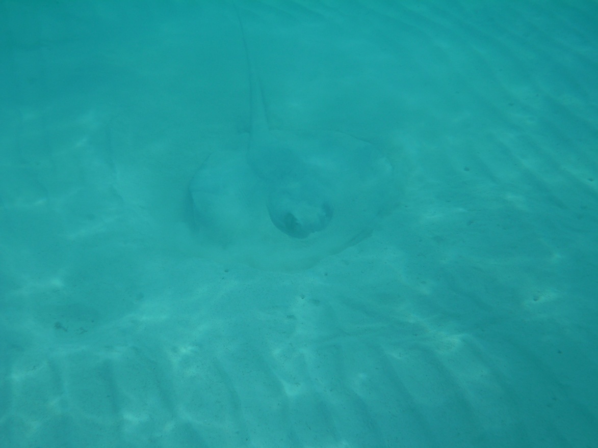 Ray fish
