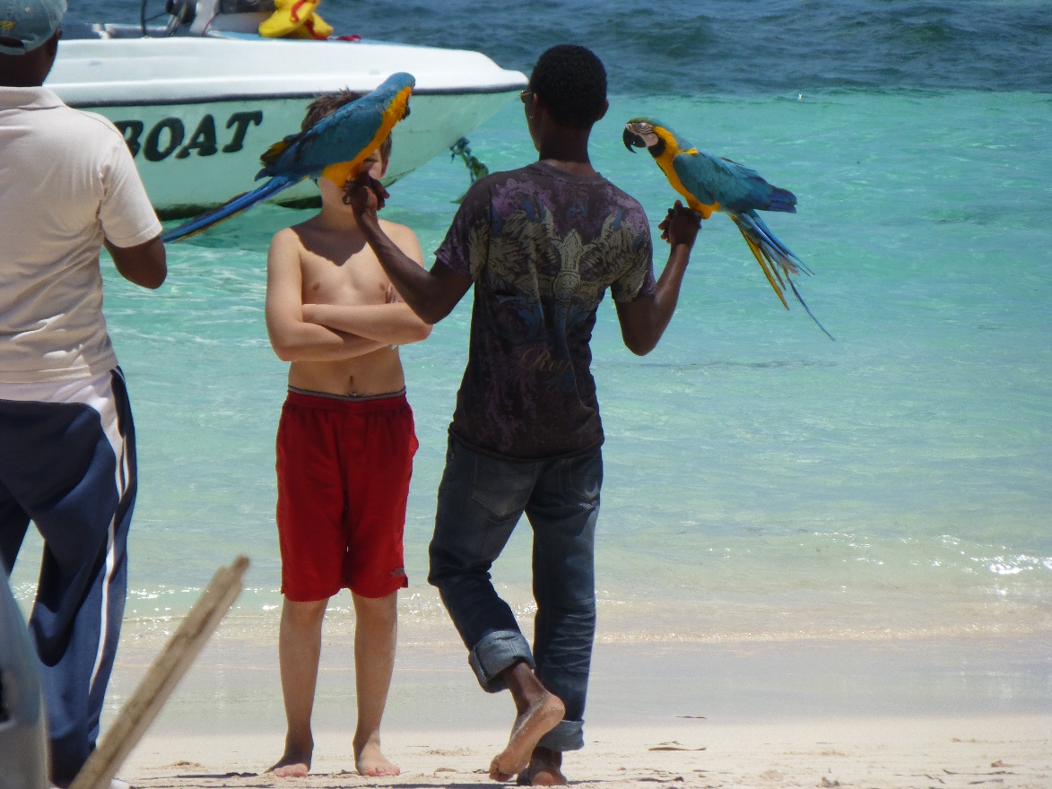 Parrots