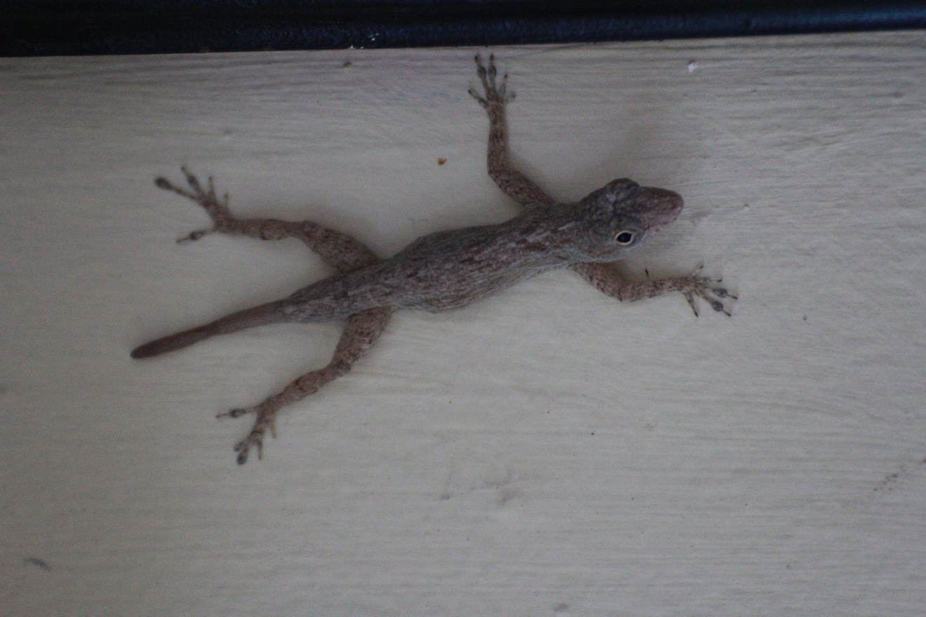 Gecko 2