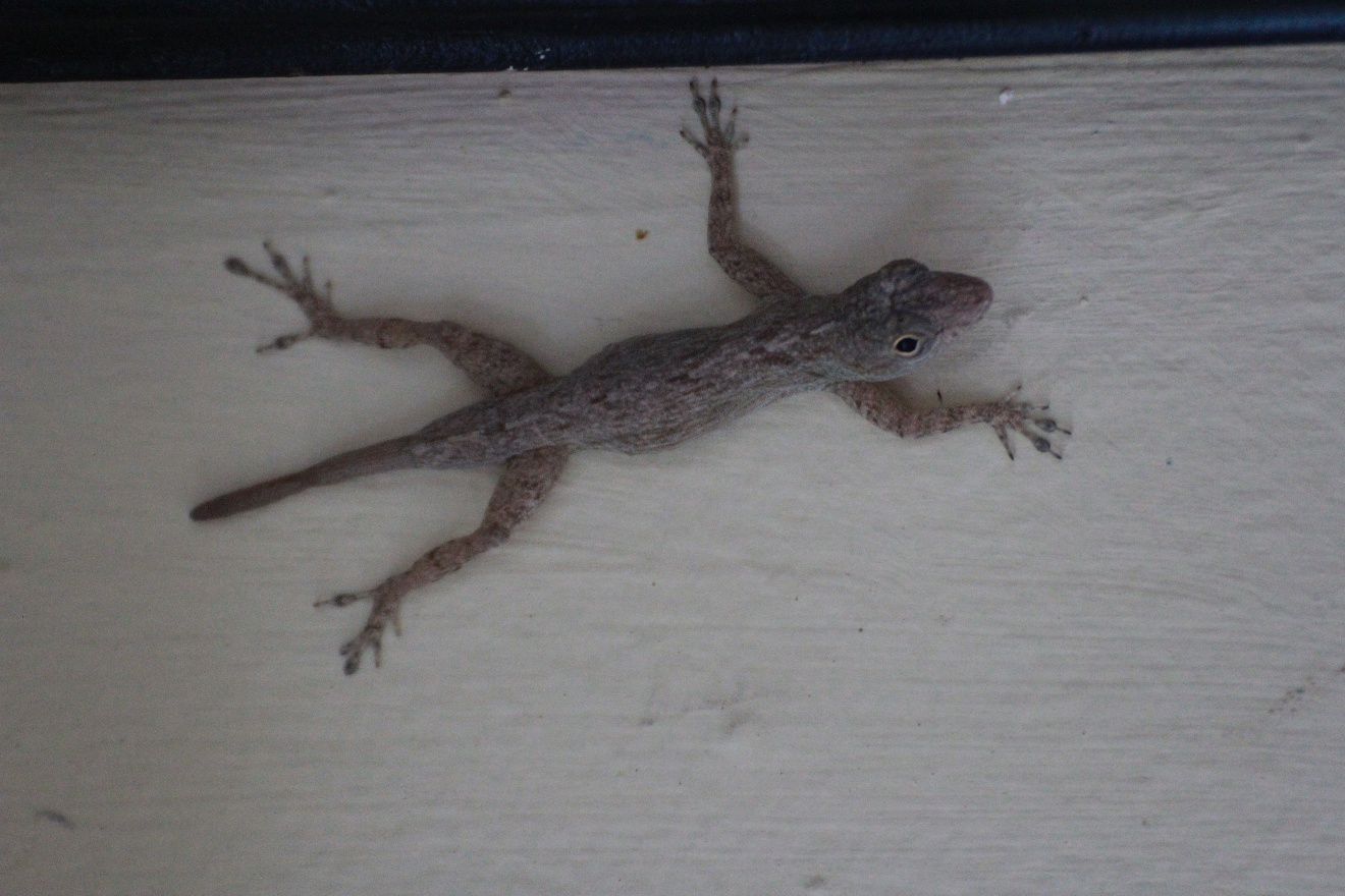Gecko 2