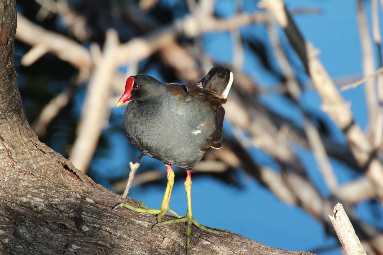 Moorhen