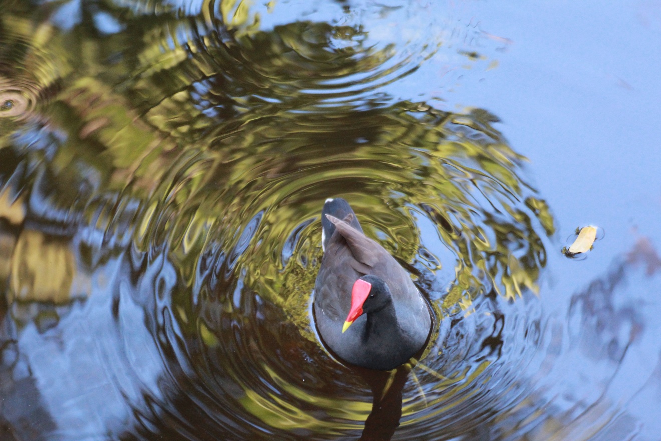 Moorhen 2