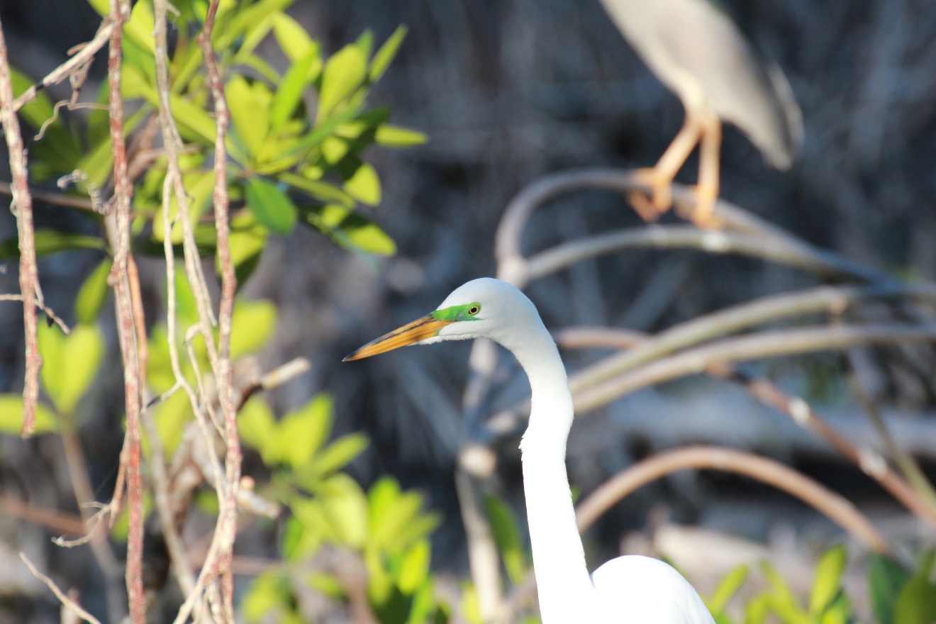 Green Egret