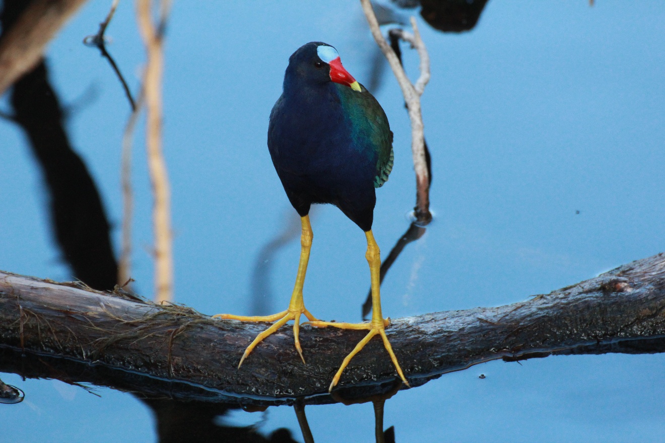 Moorhen 3