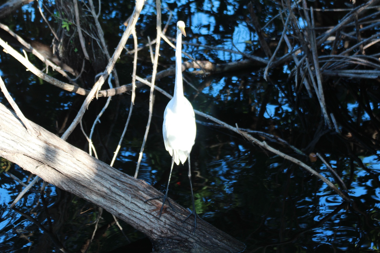 Egret standing
