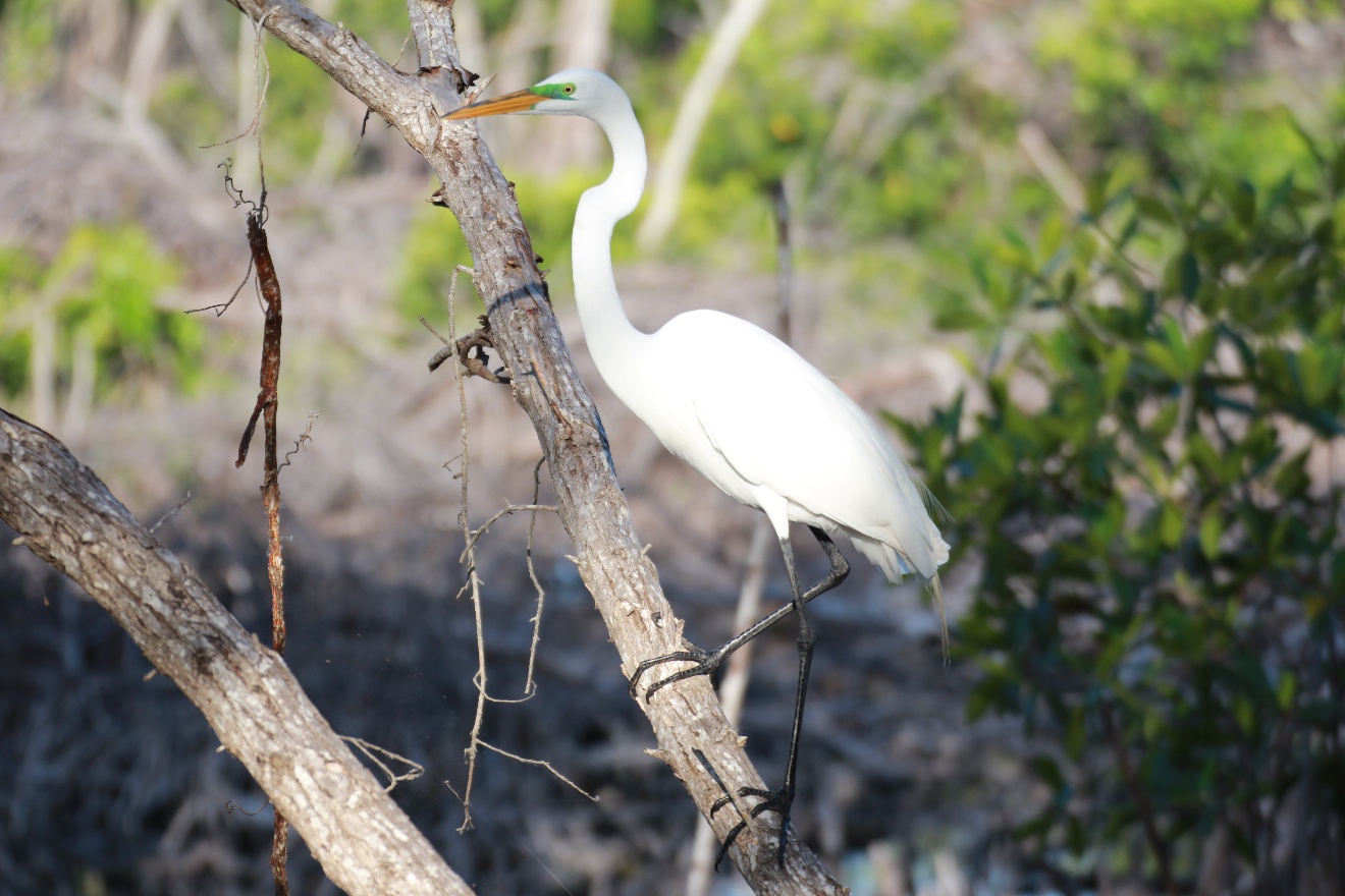 Green Egret 2