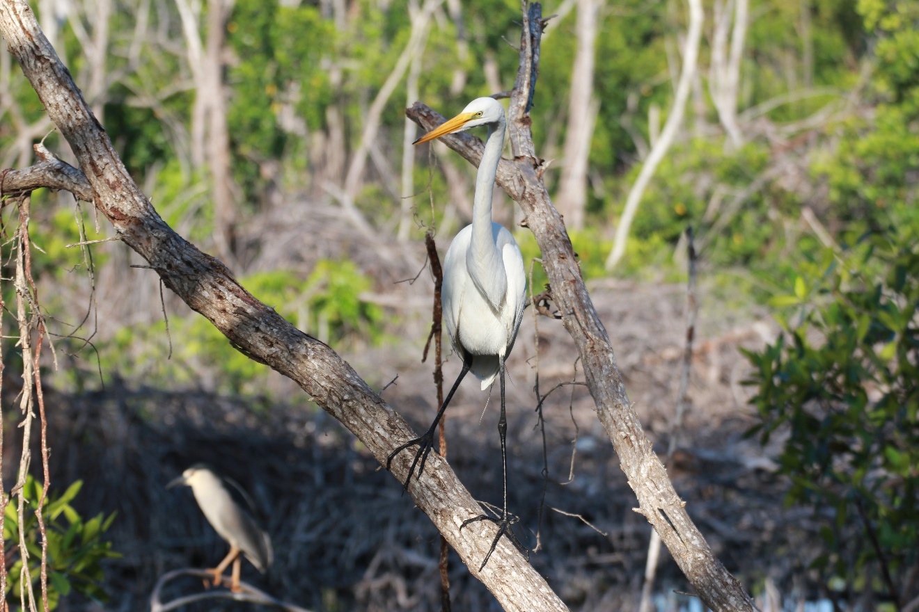 Egret