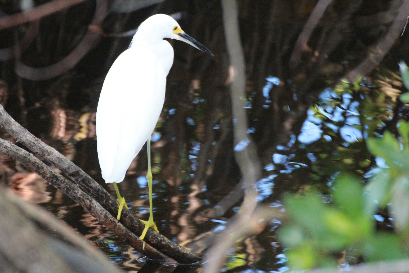 Catle Egret