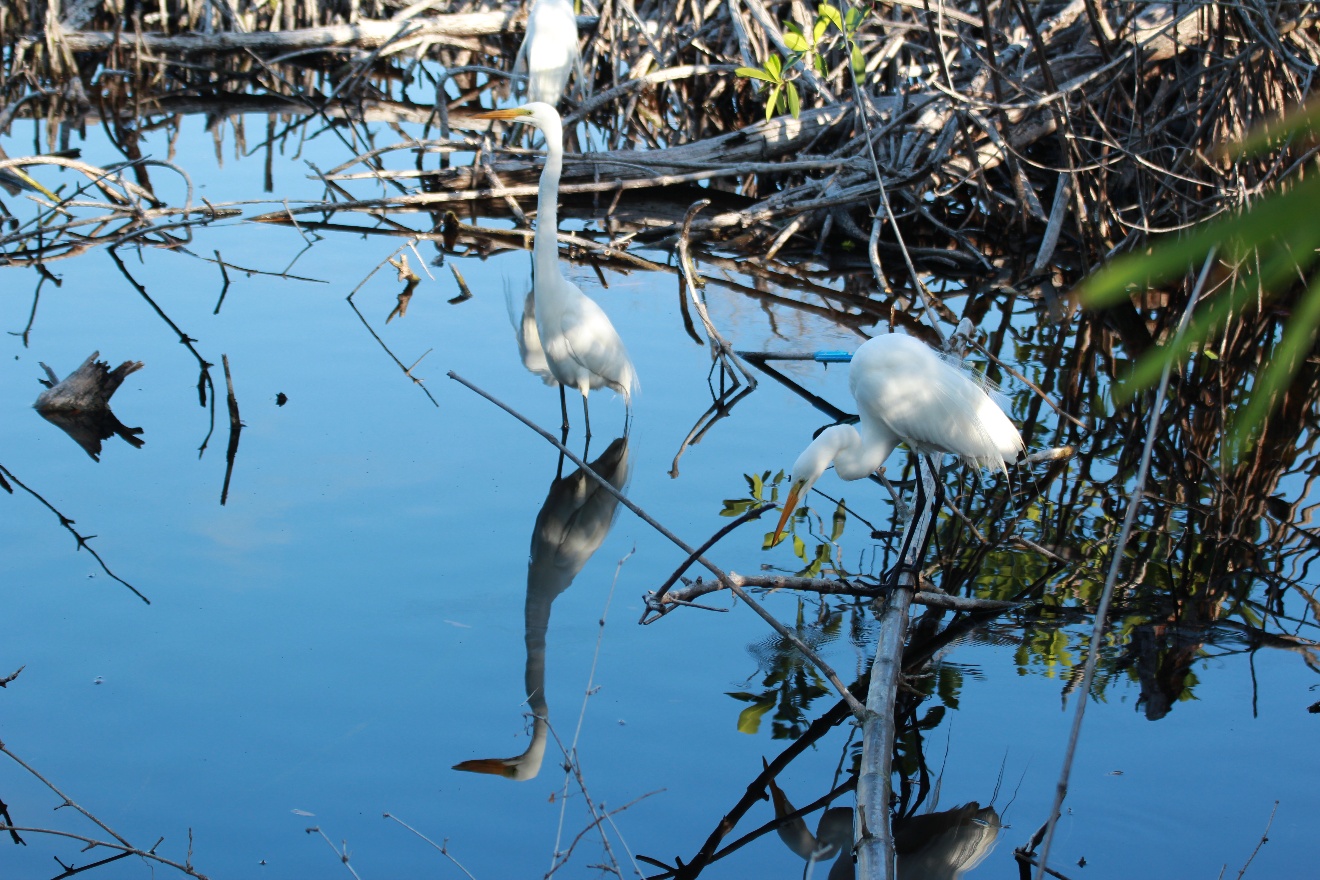 Egret Reflection