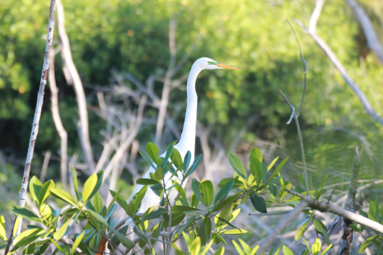 Green Egret 3