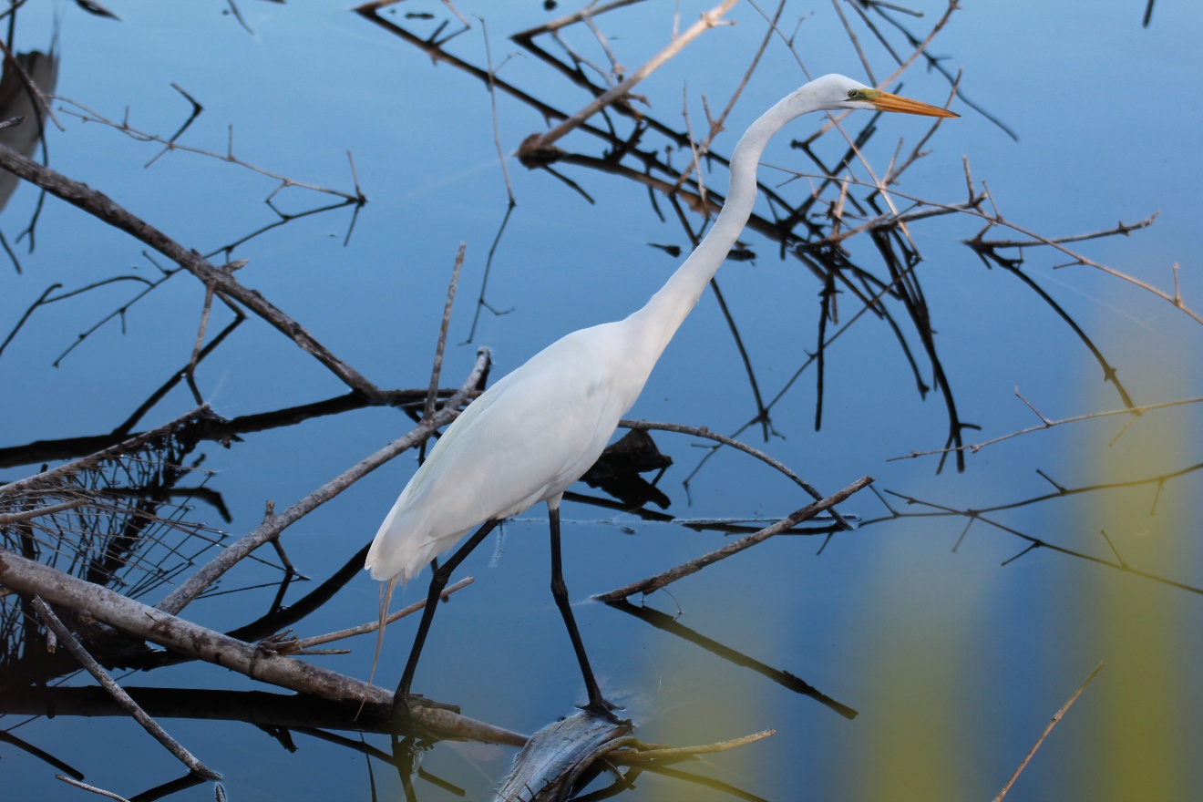 Egret walking