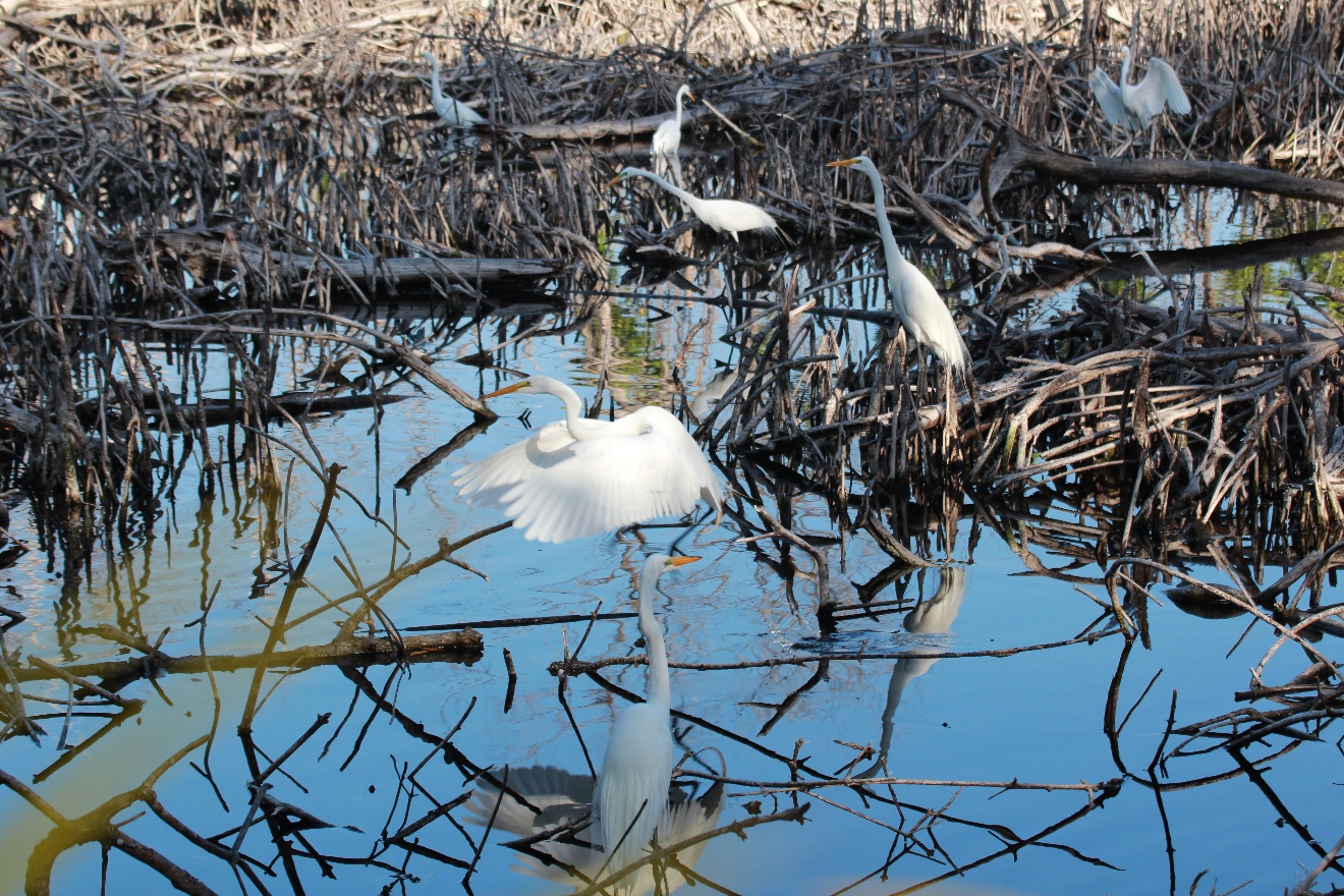 Egret flying