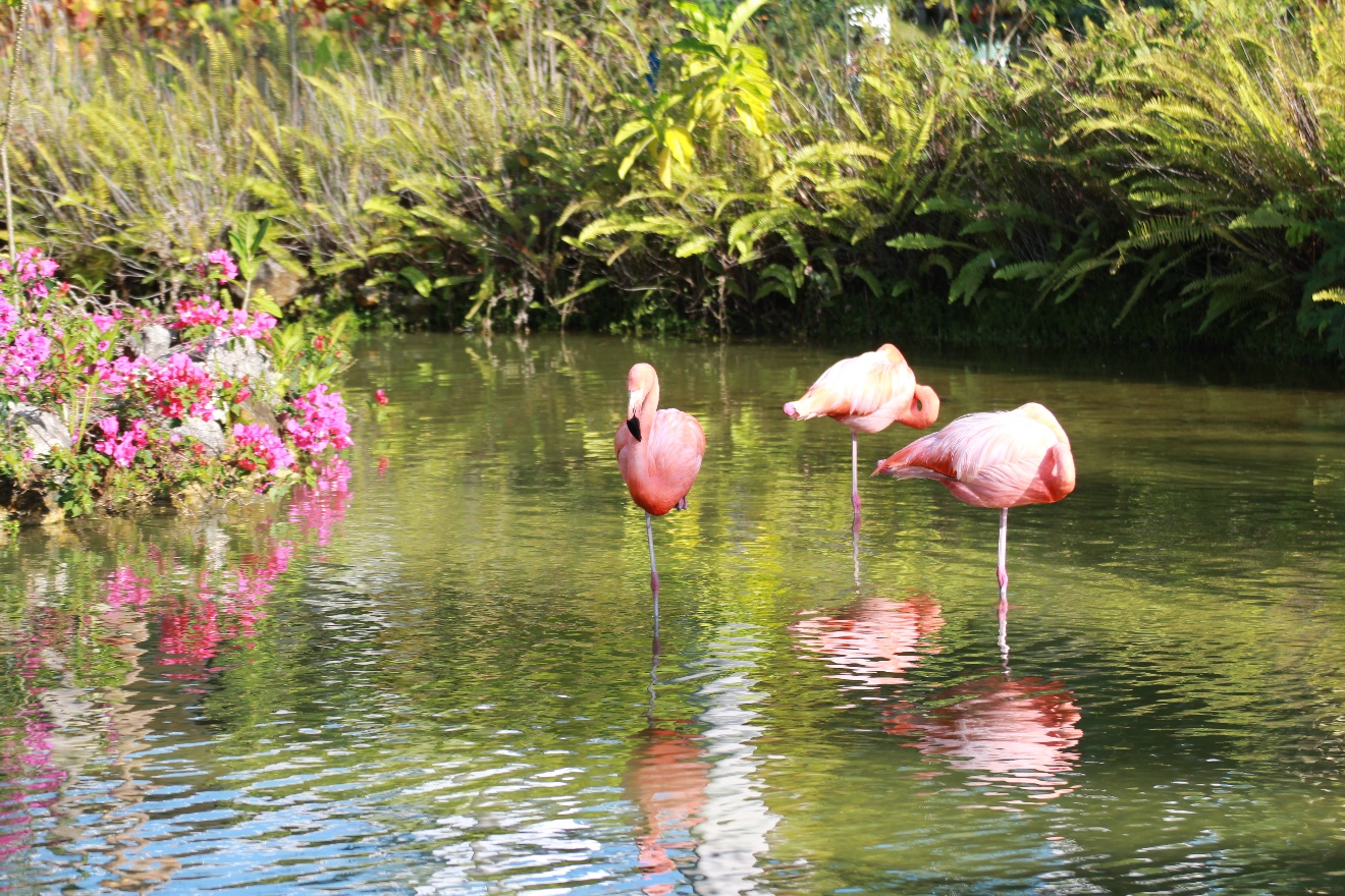 Flamingos