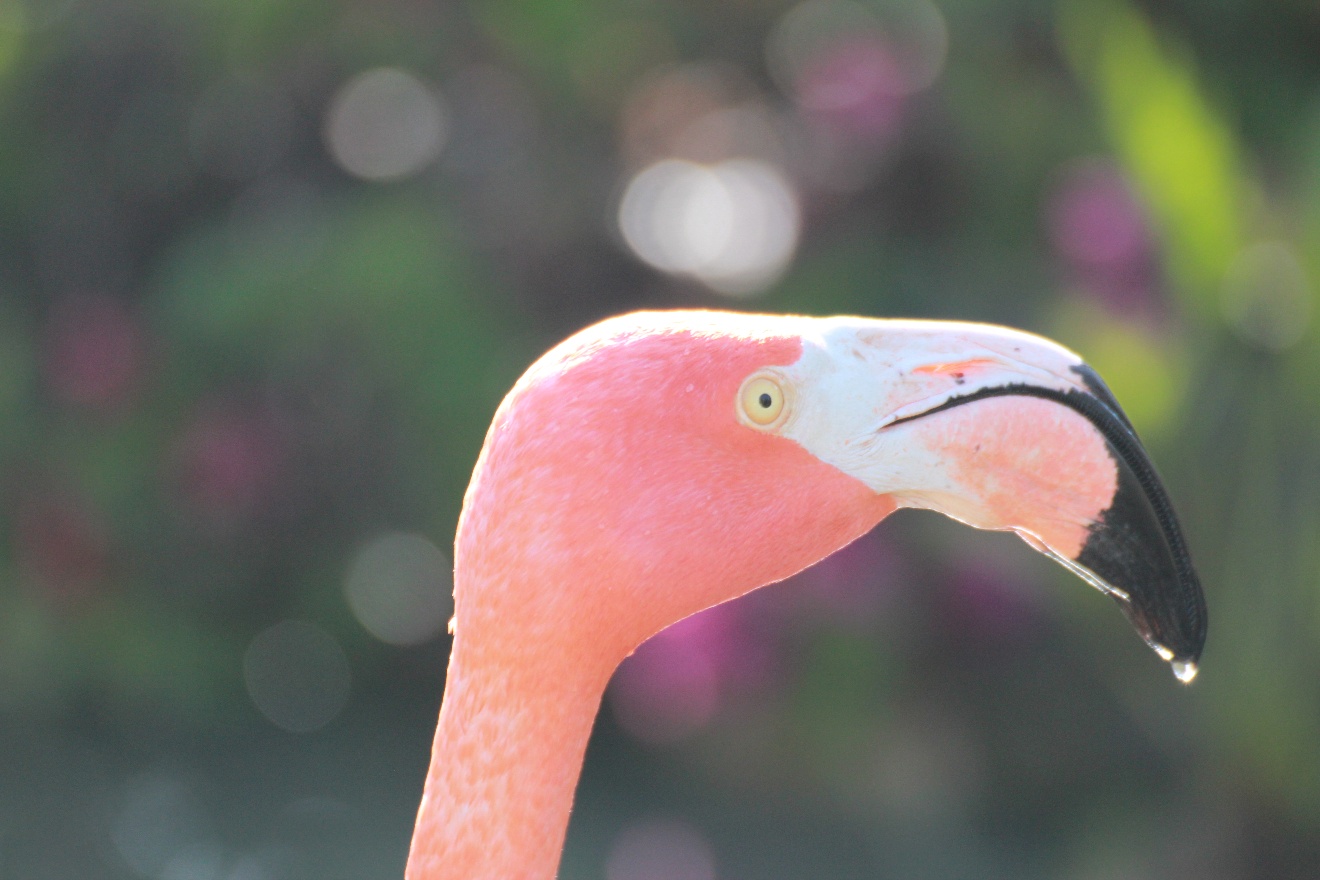 Flamingo's head