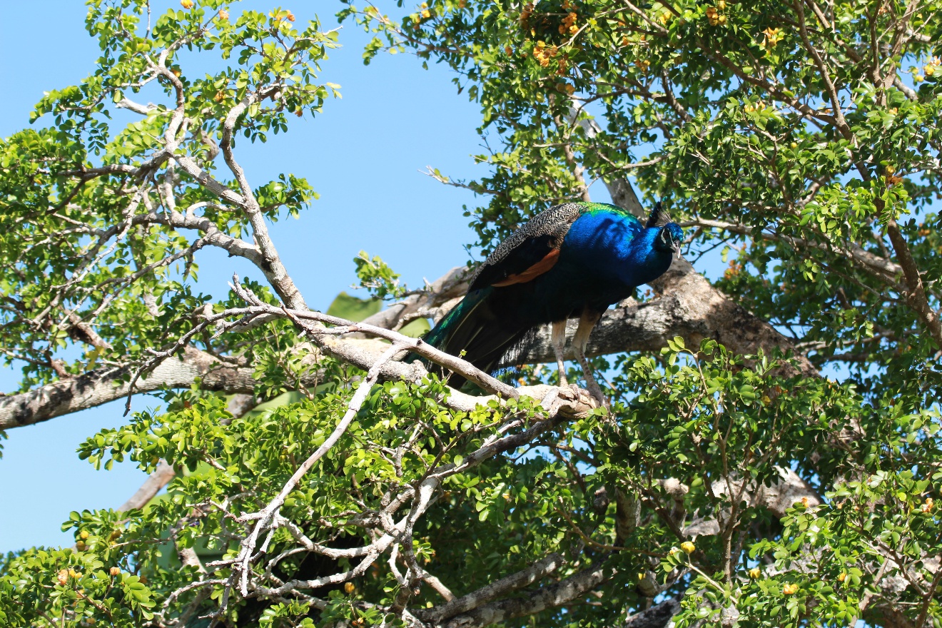 Tree peacock