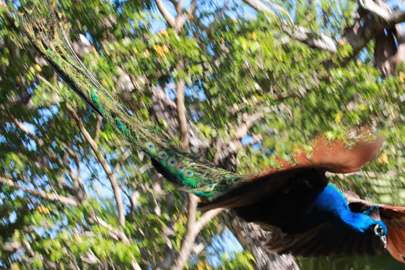 Flying peacock