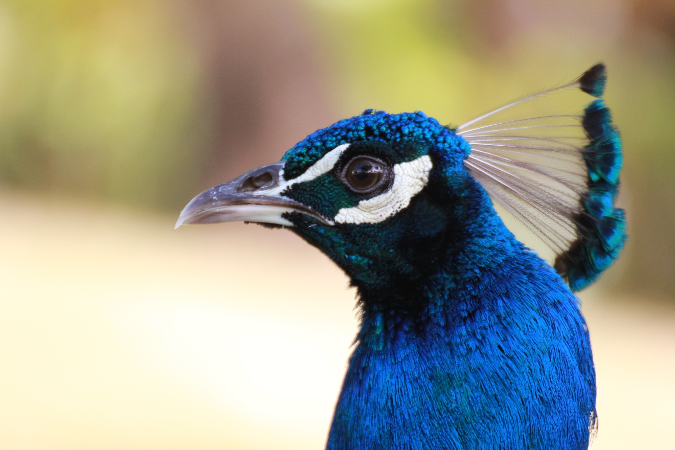 Peacock's head side