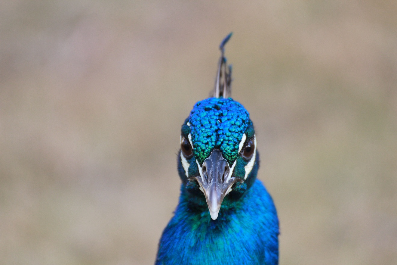 Peacock's head front