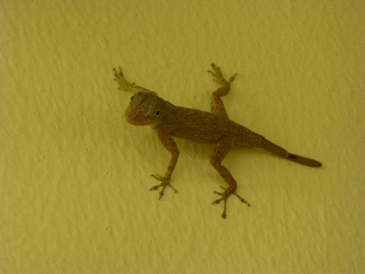 Gecko