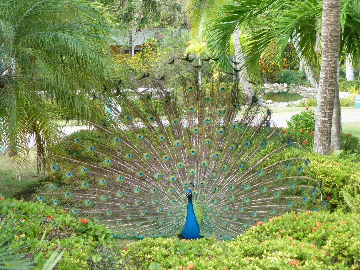 Peacock