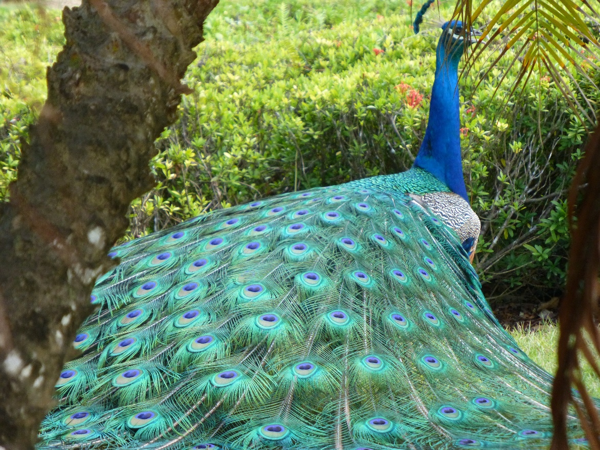 Peacock 2