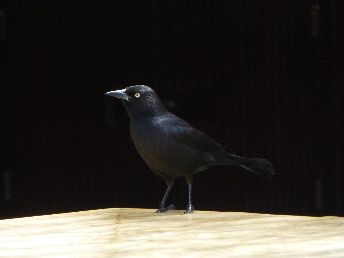 Grackle