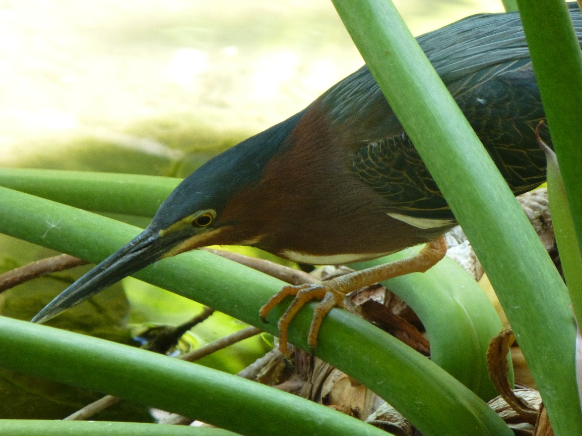 Green Heron 2